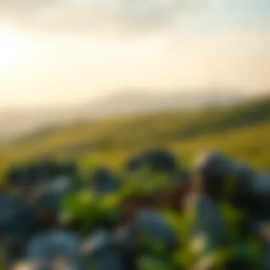 Environmental challenges addressed by Klima DAO